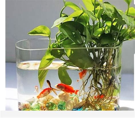 黃金葛可以放魚缸嗎|黃金葛養魚：打造水族缸中的自然天堂 – 植物盆栽綠寶典